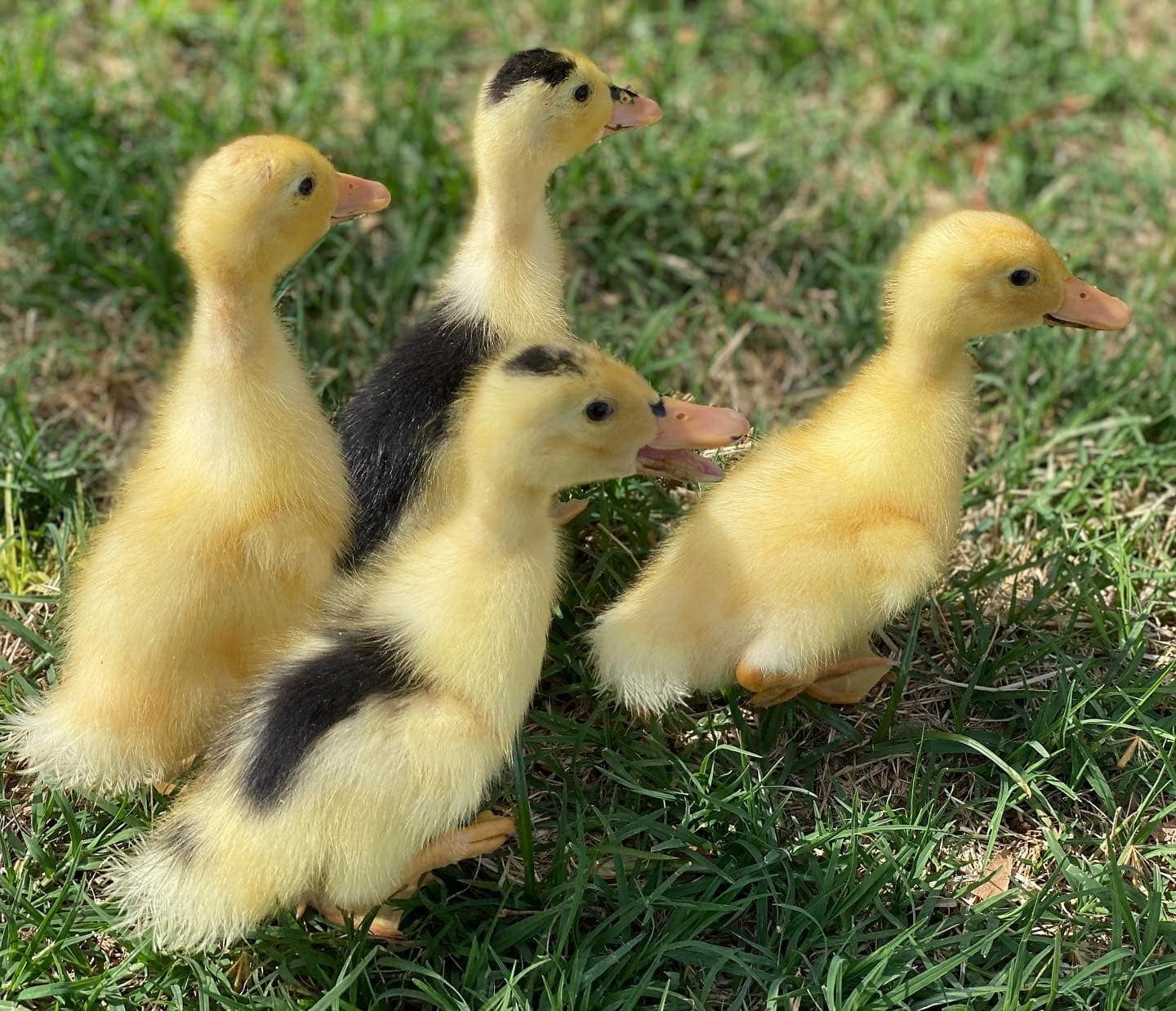 The Texas Honey Spot | Magpie Ducks